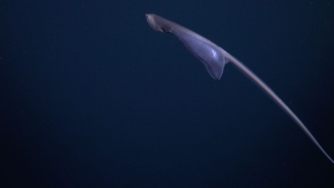 A zoomed-out shot of the eel