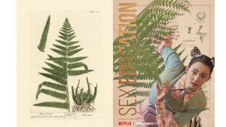 A comparison between Elizabeth Blackwell's illustration of a fern and Netflix's poster featuring Tanya Reynolds as Lily Iglehart