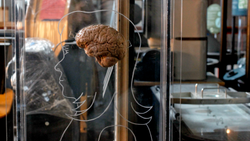 a person outline and a brain
