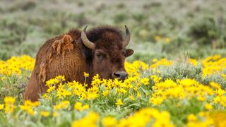 Bison in field of flowers