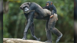 an adult chimp carries a young, tiny chimp on its back as it walks on all fours