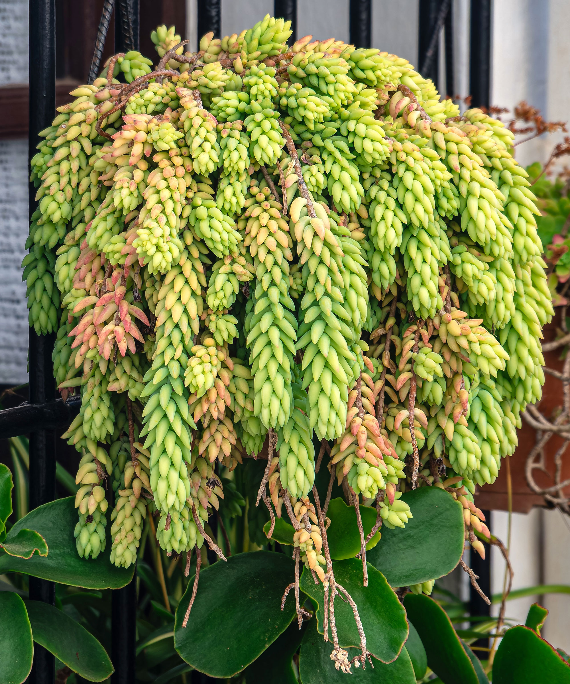 burro's tail plant with large green bushy tendrils hanging from container