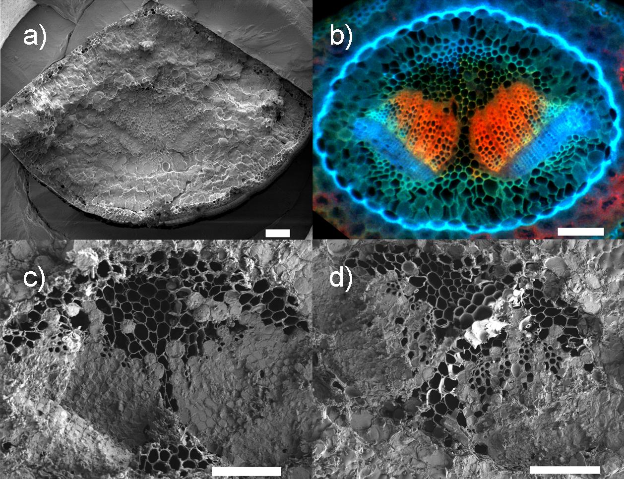 A Ponderosa Pine needle scanning electron microscope image. What we see is that the xylem (in red) embolizes as the leaves get more dehydrated. a) fully hydrated at minus 112 degrees Fahrenheit (minus 80 degrees Celsius (cryoSEM); b) fully hydrated, but imaged at room temperature with epifluorescence microscopy; c) cryoSEM of a dehydrated needle; and d) cryoSEM of a severely dehydrated needle. Panels b,c, and d are zoomed in compared to panel a.