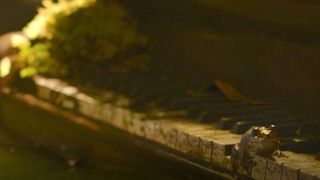 Sing us a song, you're the piano frog
