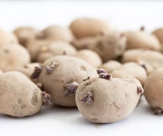 A collection of seed potatoes sprouting to grow into plants