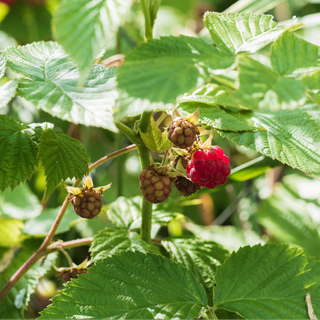 Raspberry plant and fruit