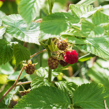 How to grow raspberries from shop-bought fruit | Ideal Home