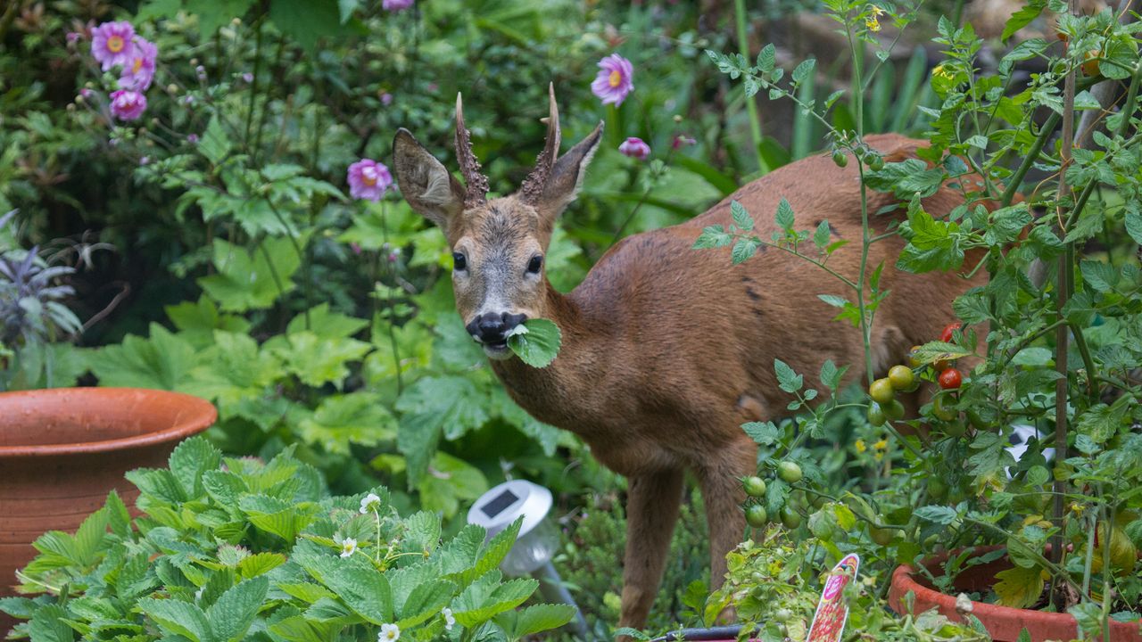 A deer in garden