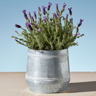 Lavender plant in a metal planter on a brown table with a blue background