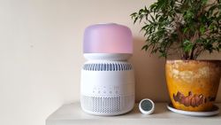 a picture of the Levoit Sprout Evaporative Humidifier standing on a shelf next to a houseplant and a humidity meter