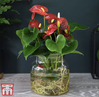 Anthurium Aqua Red in Sierglass, £28 at Thompson &amp; Morgan