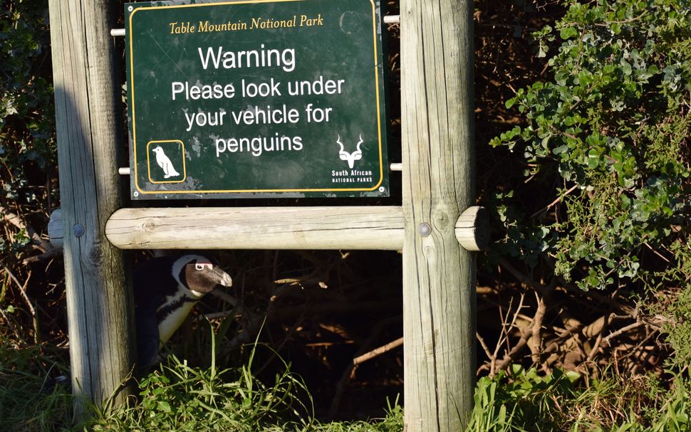 comedy-wildlife-photographer-awards-2020-finalisten