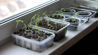 Growing seedlings in plastic containers