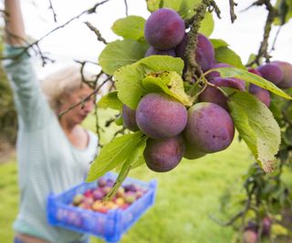 Picking plums from a fruit tree