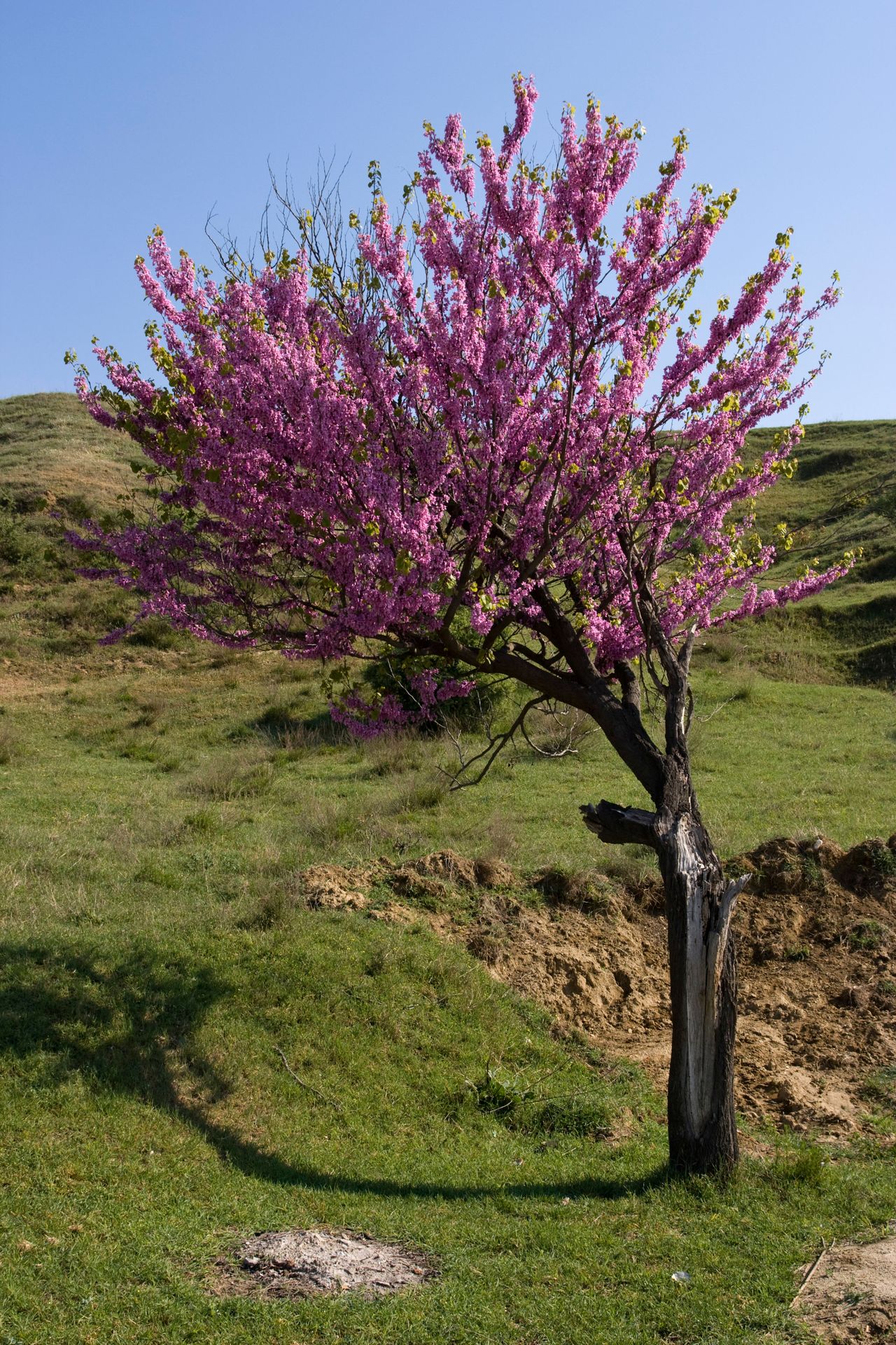 How to grow a peach tree from seed for delicious fruit Homes & Gardens