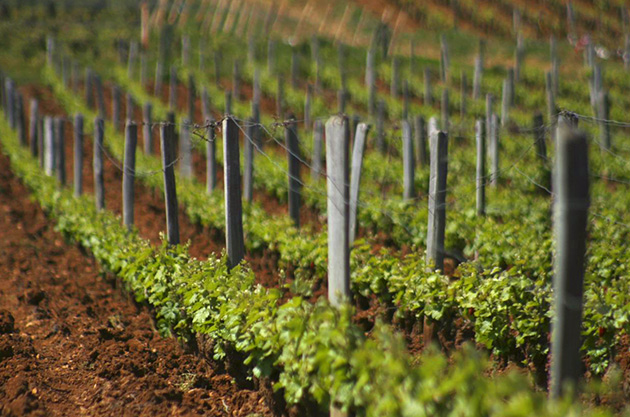 Domaine de la Roman&eacute;e-Conti 2013