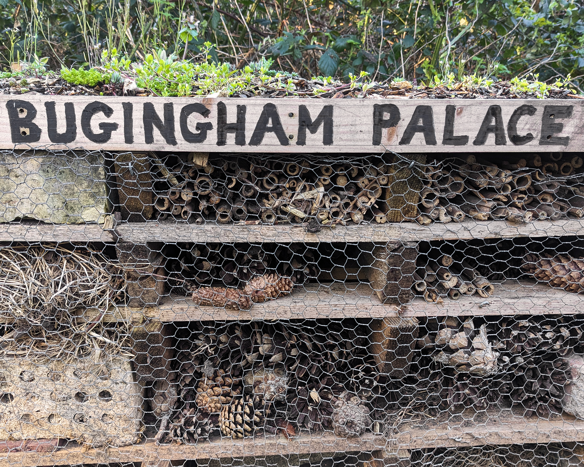 Bug hotel called Bugingham Palace