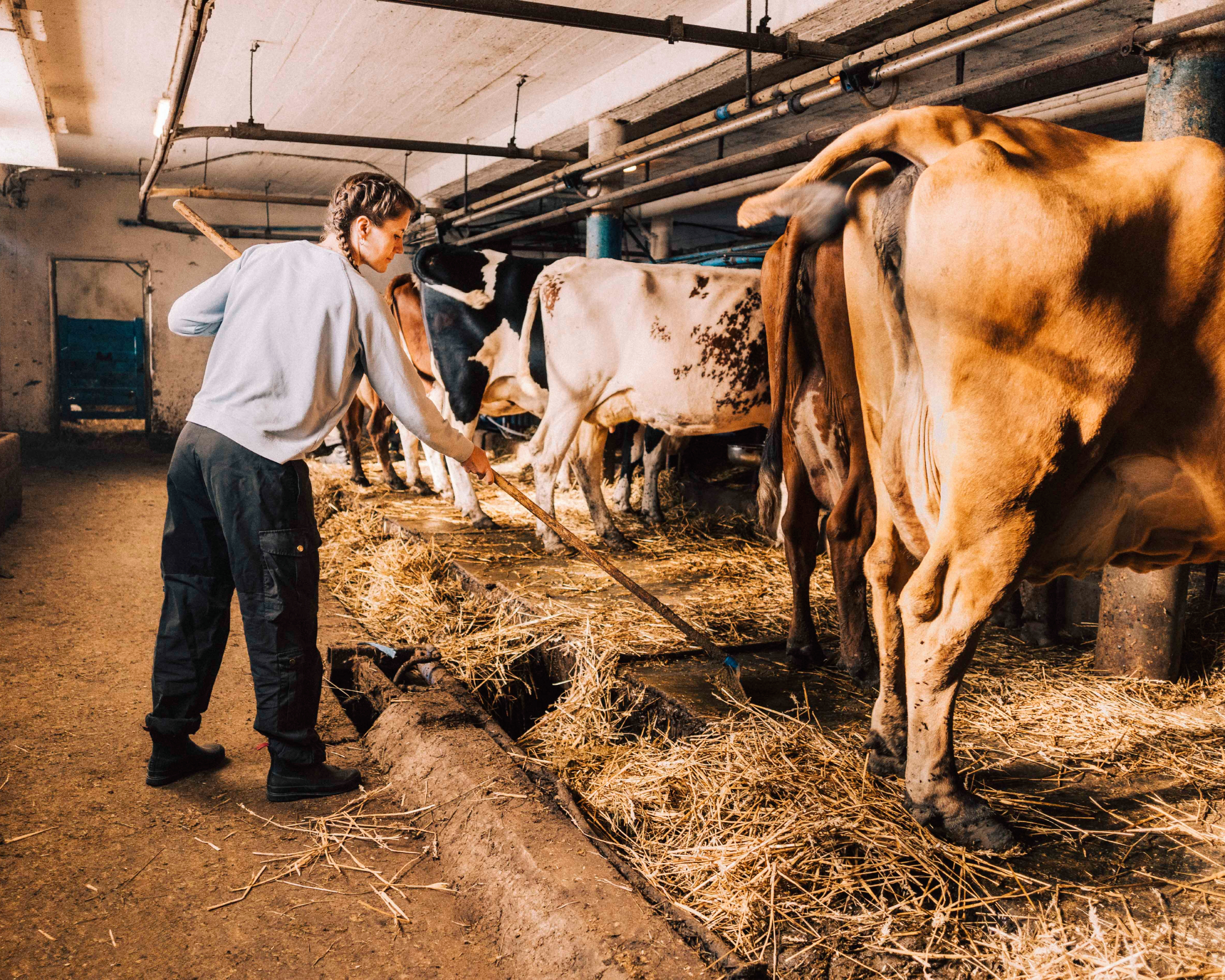 girl shoveling manure behind cows in a barn