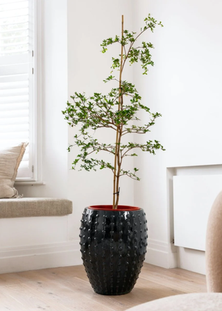 An olive tree in a textured black planter in a living room