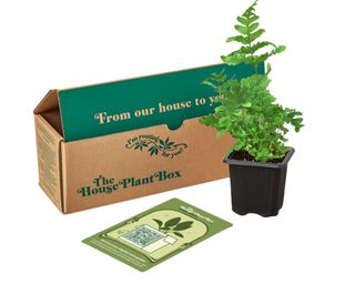 Houseplant in black pot next to cardboard box