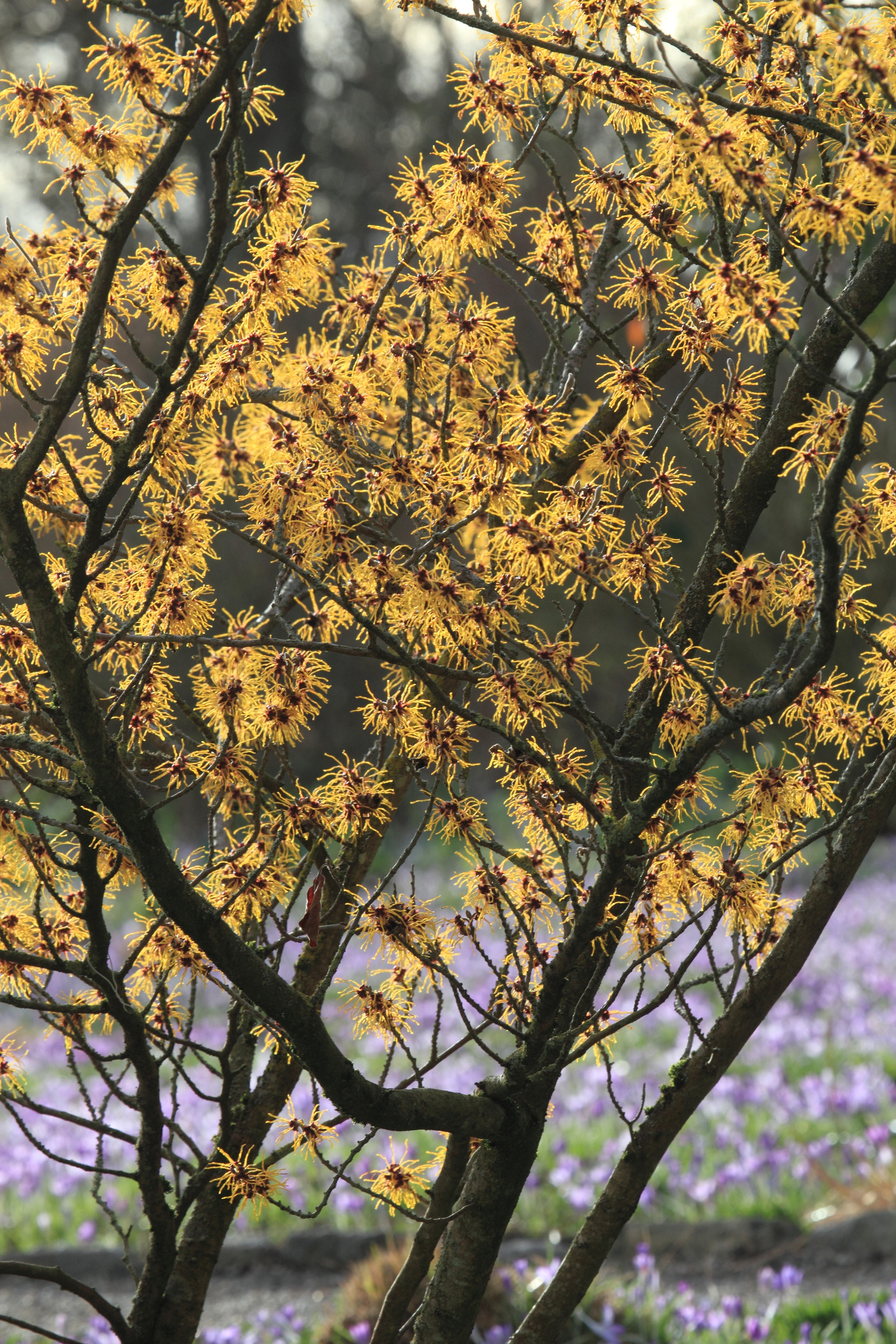 Hamamelis blossoming