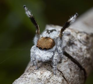 new species of peacock spider, Maratus albus
