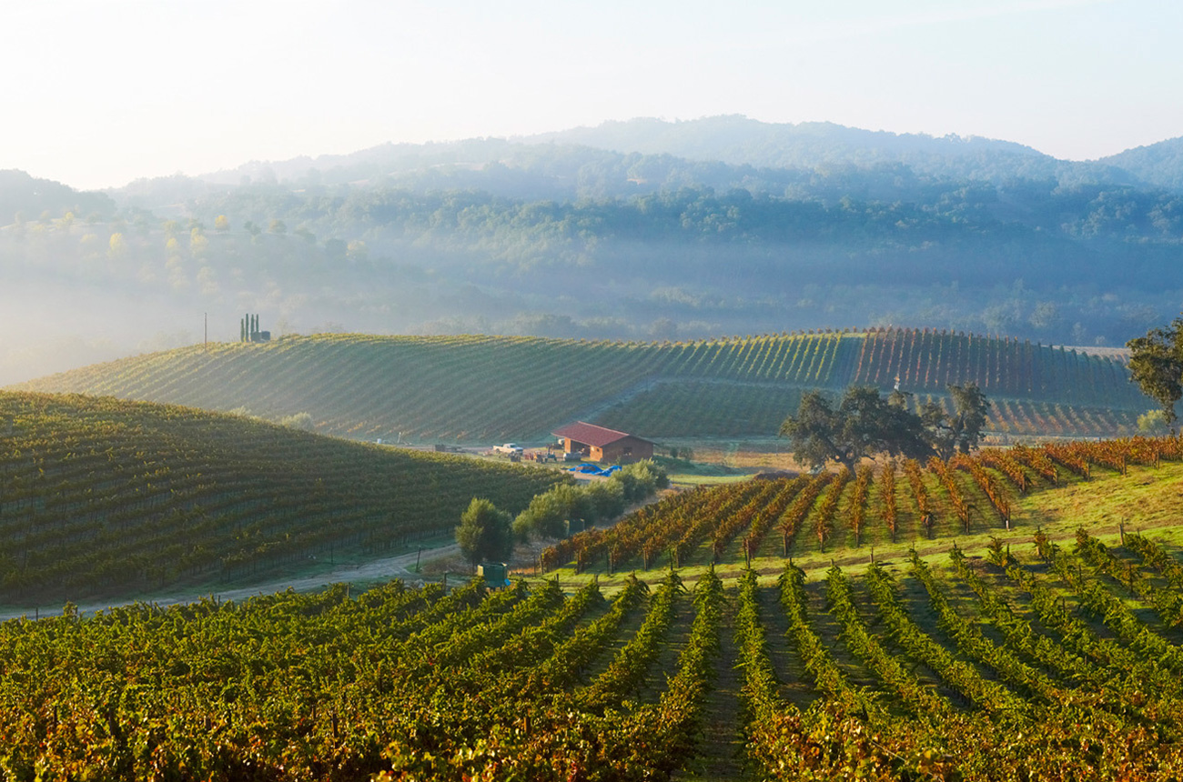 Tablas_Creek_Vineyard