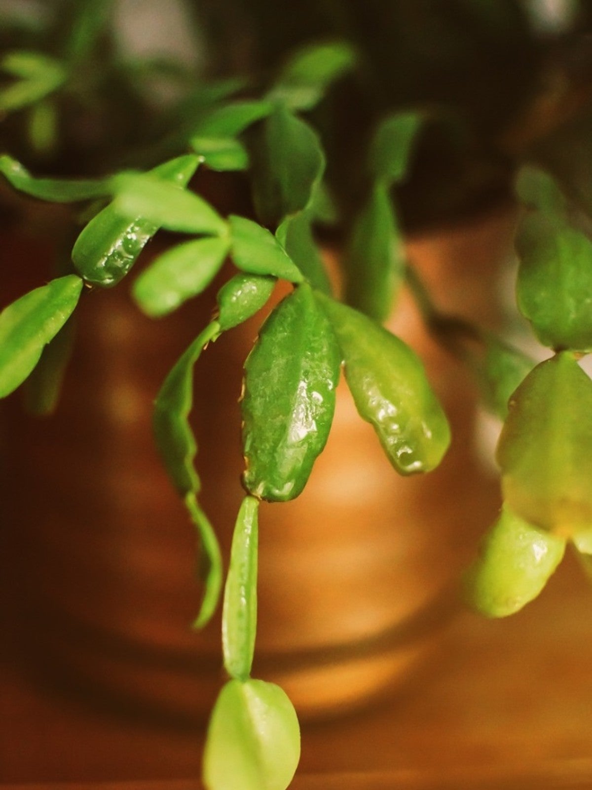 Christmas Cactus Problems - How To Treat Common Diseases Of Christmas ...