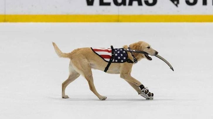 benny the ice skating dog