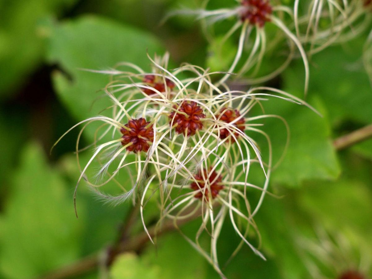 Traveler’s Joy Plant Info – Learn About Invasive Clematis Weed Control ...