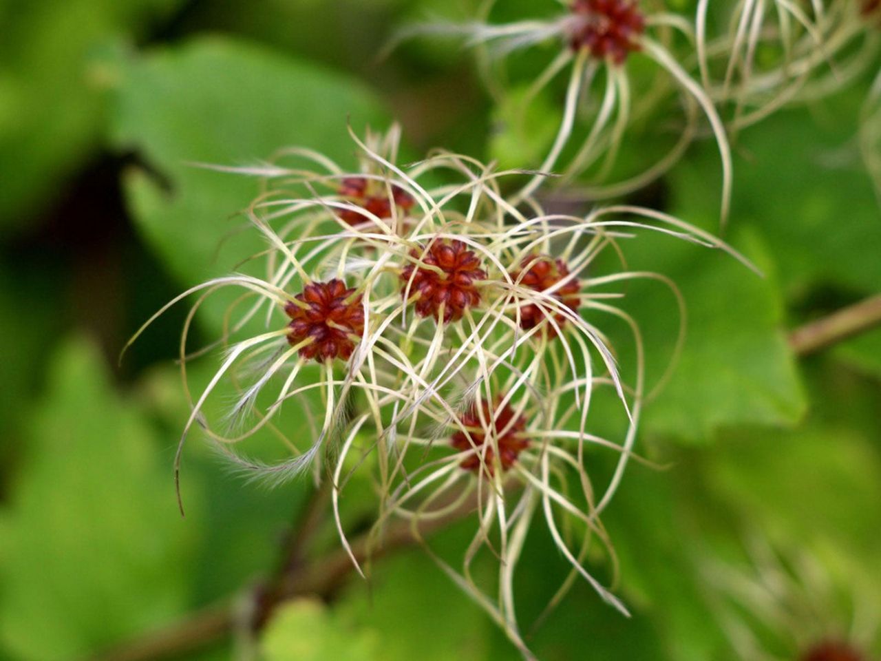 Stringy Traveler&#039;s Joy Clematis Plant