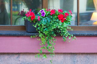 House window decorated with colorful petunias and ivy. Window with flower pots on the facade of the building
