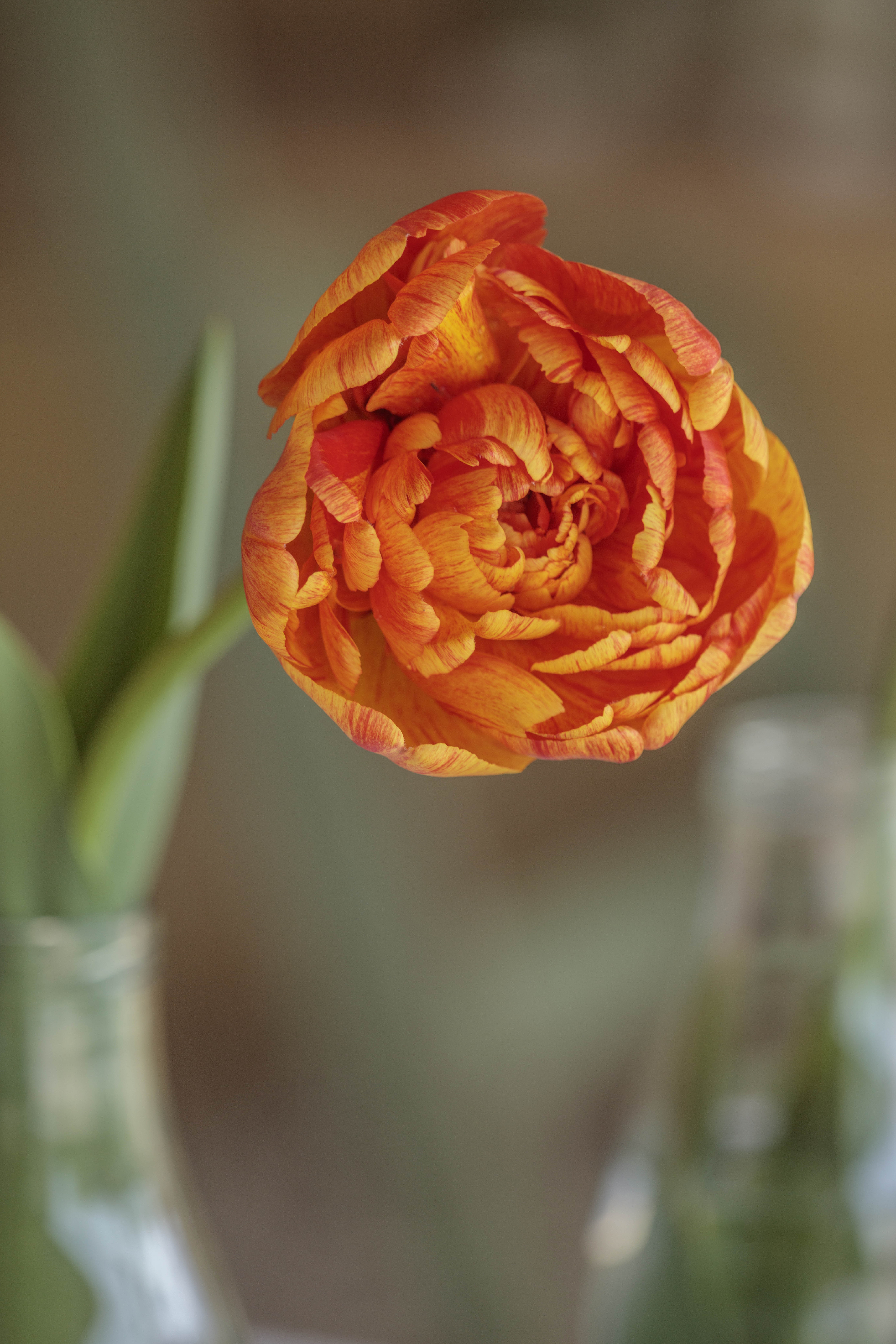 Tulip flowers in bottles