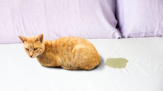 Ginger cat sits next to a pool of urine on a mattress