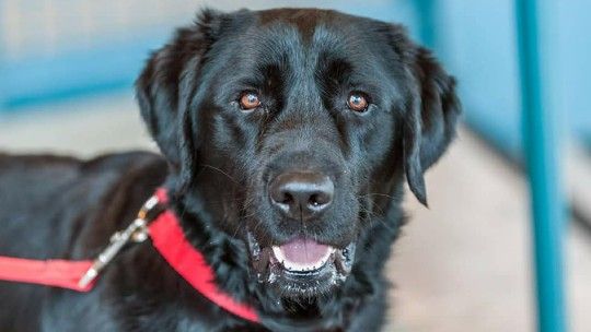 k9 sheldon the labrador