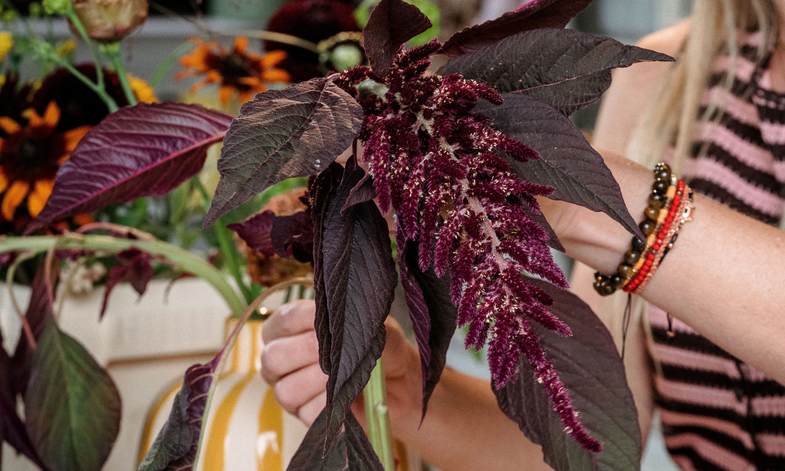close-up of burgundy amaranthus