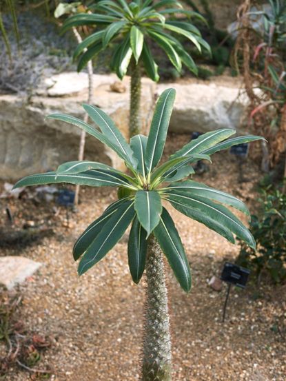 Madagascar Palm Trees