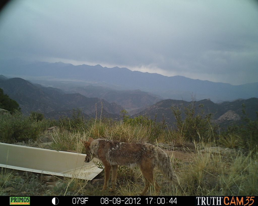 Coyote at water tank