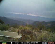 Coyote at water tank