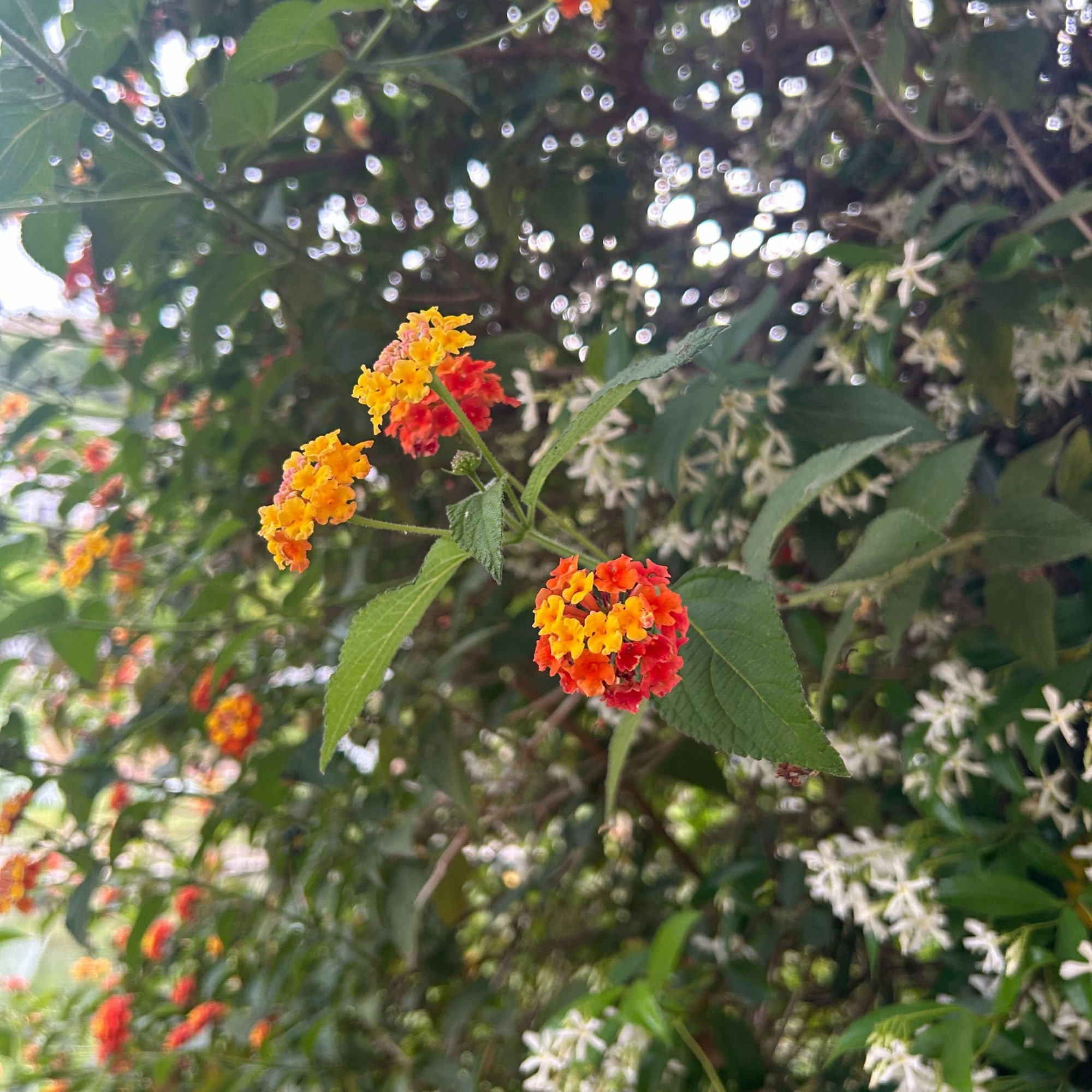 Flowering lantana plant growing in Italian spa garden