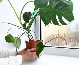 Potted monstera plant