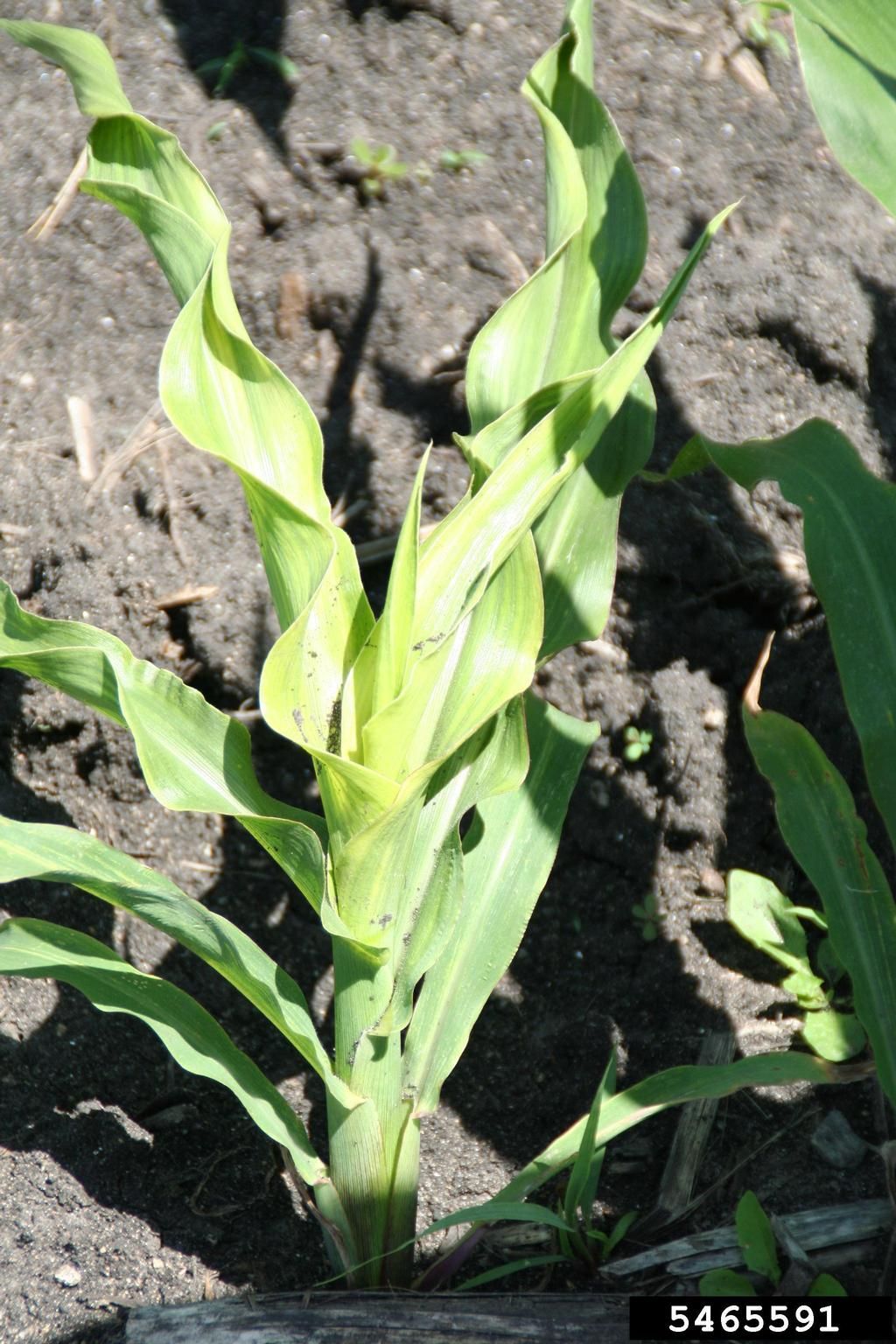 Downy Mildew On Sweet Corn