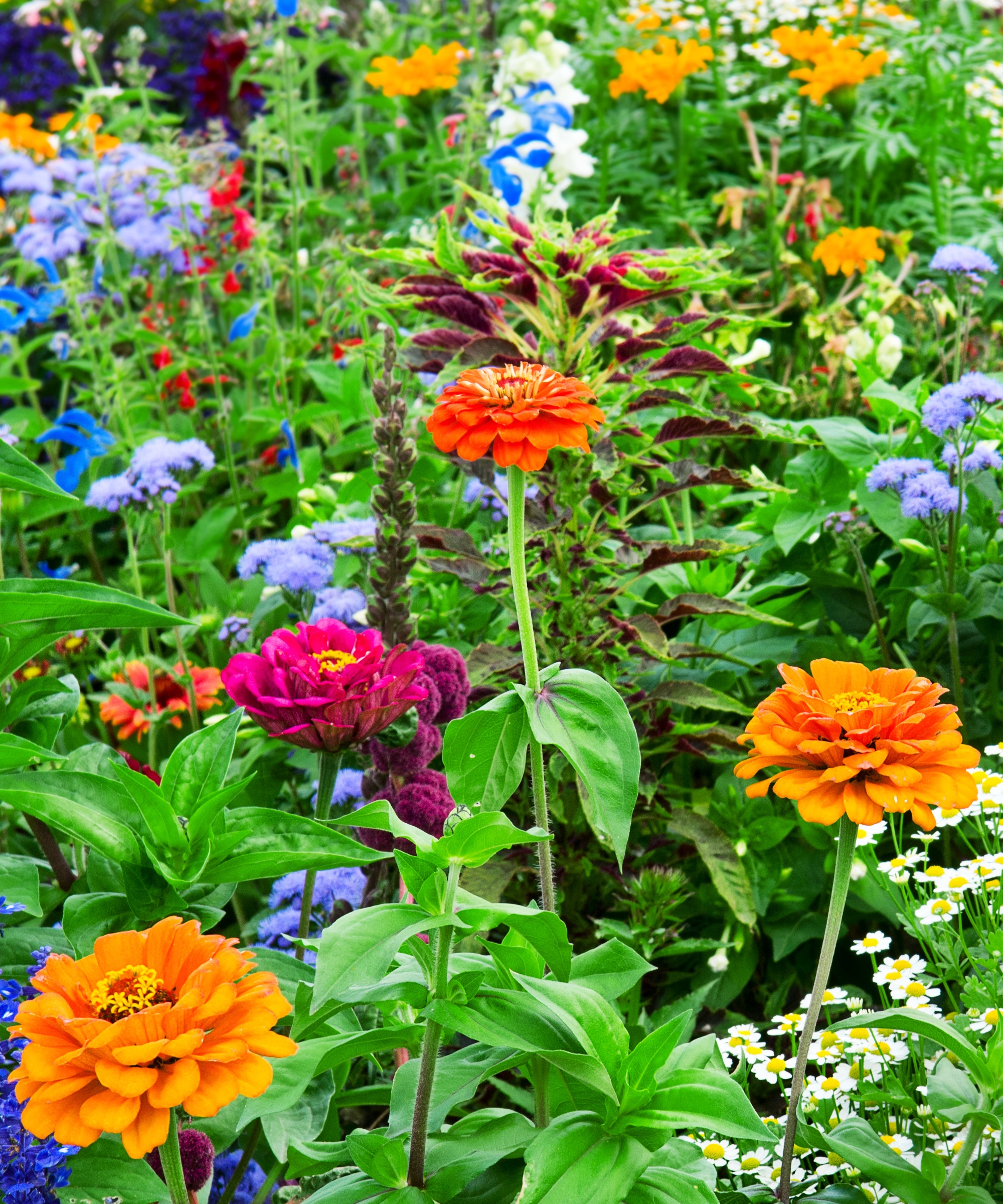A summer garden border packed with color