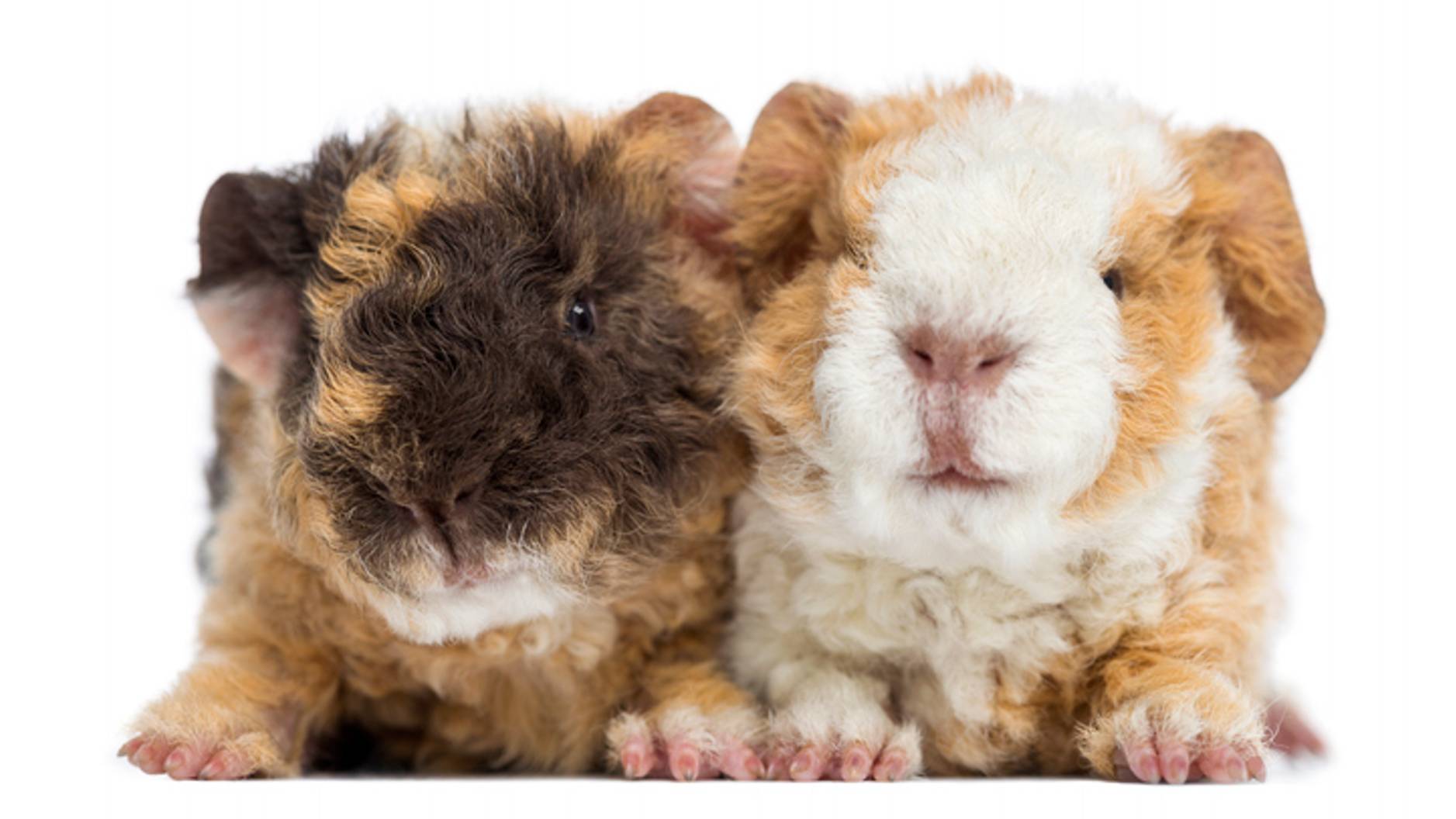 7 popular guinea pig breeds Which breed suits you best? PetsRadar