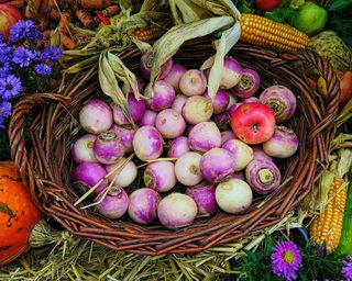turnips Purple Top Milan freshly harvested in the fall