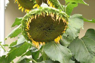 A sunflower head with lots of seeding florets