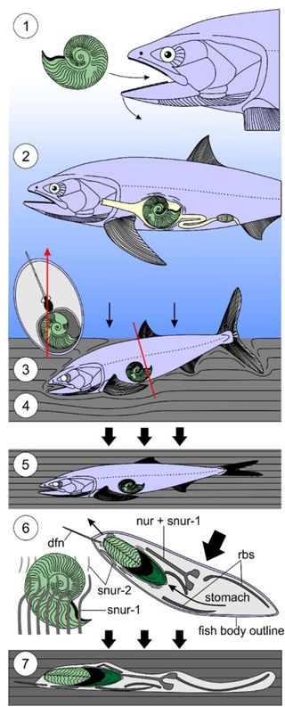 Cartoon showing the stages of a fish eating a shell then dying after ingesting it