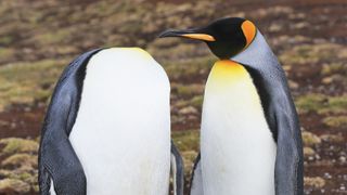 A king penguin looks at another, which seems to have lost its head.