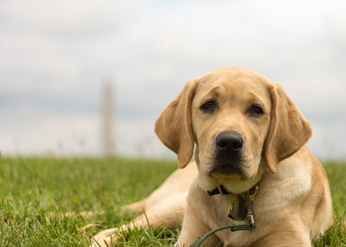 A yellow lab.