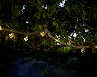 festoon lights in tree